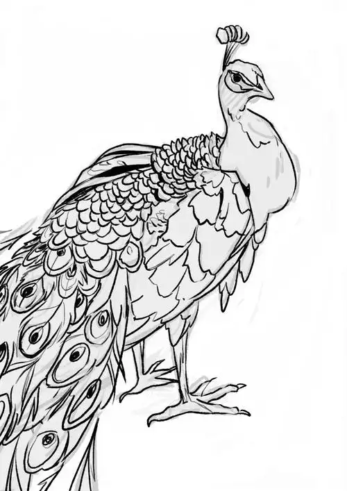 教你孔雀鸟的画法绘制步骤! - 知乎