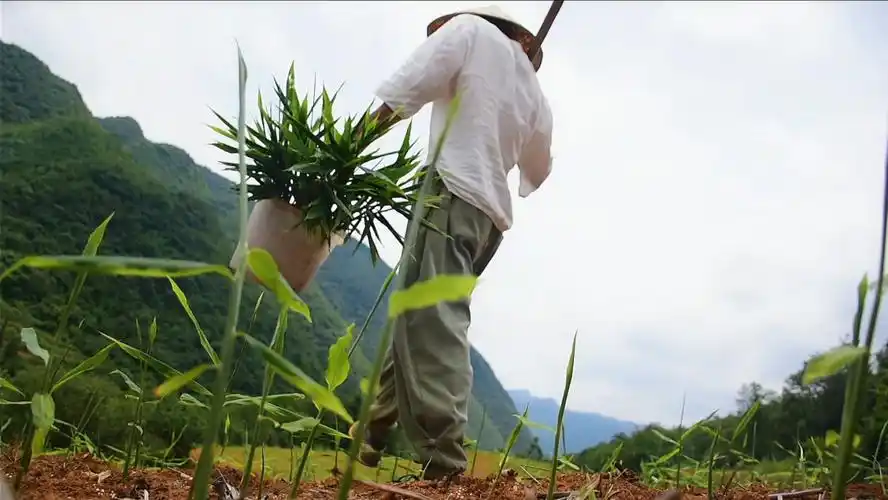 干活做饭乡村生活就这样