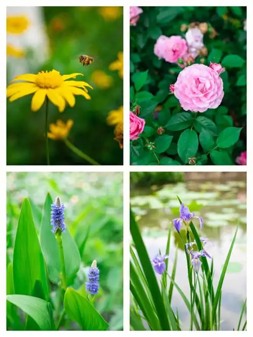 生长在路边的Ⅰ花