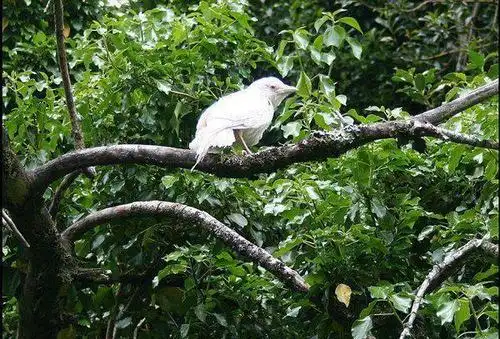 图看地球上最罕见的白乌鸦引众多人围观纷纷表示太神奇