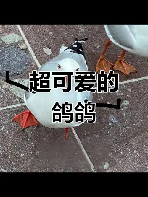 鸽子表情包太萌了