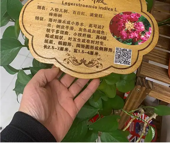 树木介绍牌植树节挂牌花木植物品名吊牌幼儿园认养防腐标识牌定制桐木