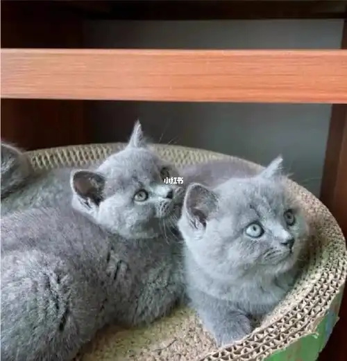 贵阳一窝蓝猫幼猫找新家