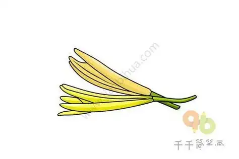 淮阳县黄花菜简笔画