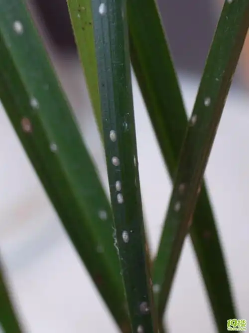 如何有效防治兰花的介壳虫?