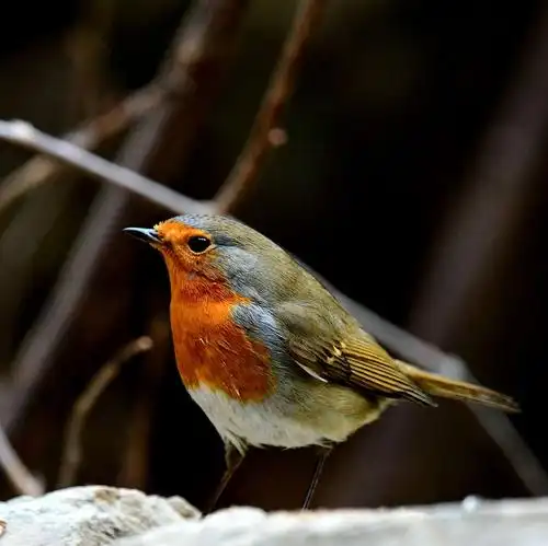 知更鸟…被称为英国国鸟,在迁徒非洲越冬,经北京的鸟儿算迷鸟,时隔4年