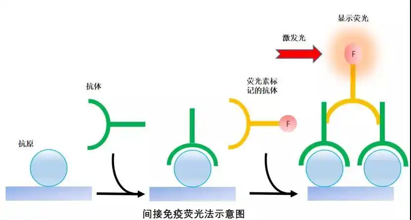 免疫荧光入门必备|菌菌带你解锁这项实验技能