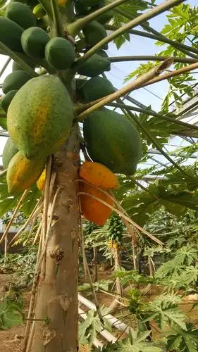 在木瓜种植园第一次见到长在树上的木瓜.