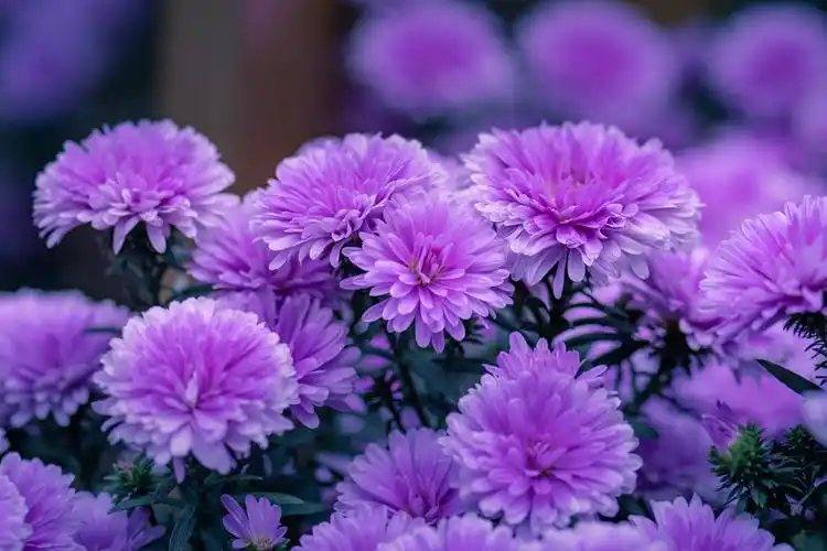 菊韵61紫色浪漫