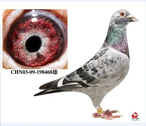 正大谢氏"36次冠军"直子_鸽天下信鸽联盟_ ag188.