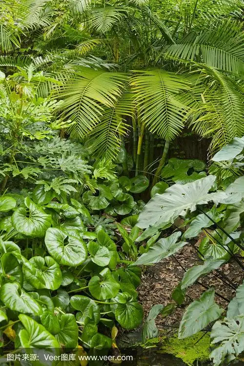 绿色热带丛林自然背景