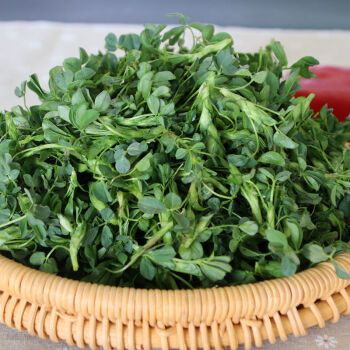 甘肃头茬苜蓿嫩芽 3斤 食用新鲜当季农家蔬菜现摘现发野菜苜蓿芽菜 2.