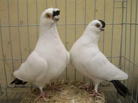 黑色点子鸽多少钱