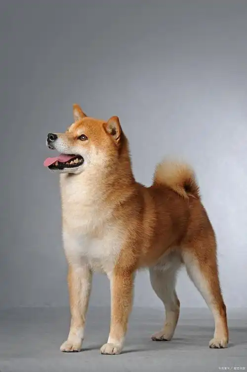 乡间小英雄:揭秘农村土狗的健康秘籍