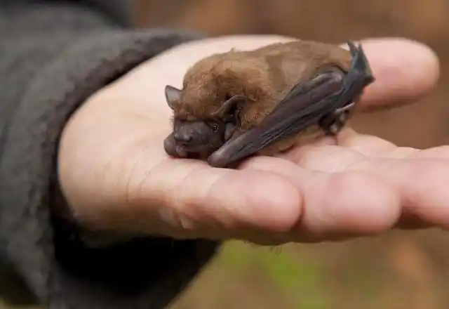 农村里的蝙蝠,也被人们称为"盐老鼠",曾经是传统的吉祥物