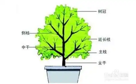 修剪树枝的方法