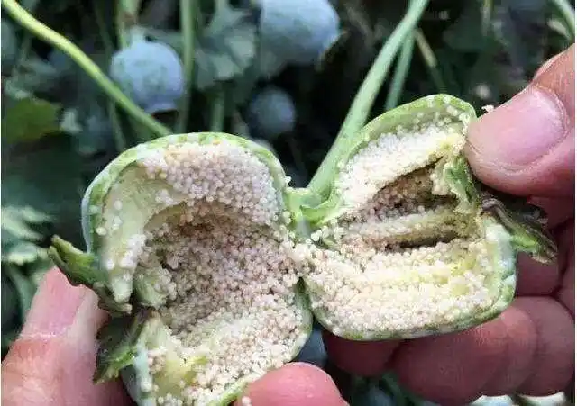 【宋观学校】罂粟花虽美,但美不过生命之花!