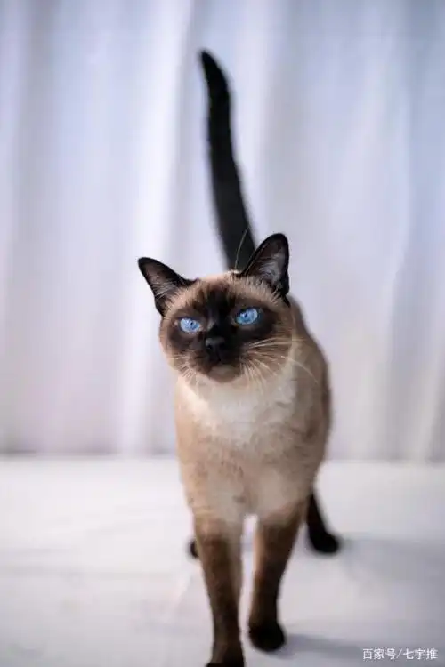 蓝眼睛的小煤球暹罗猫萌萌哒萌宠图片