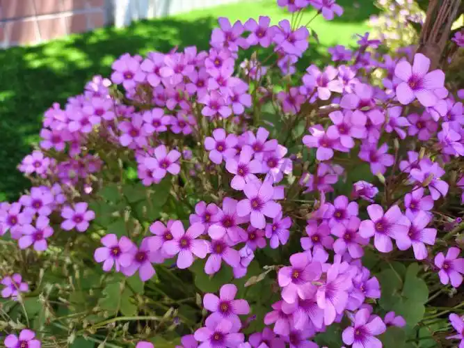 随手拍—红花酢浆草