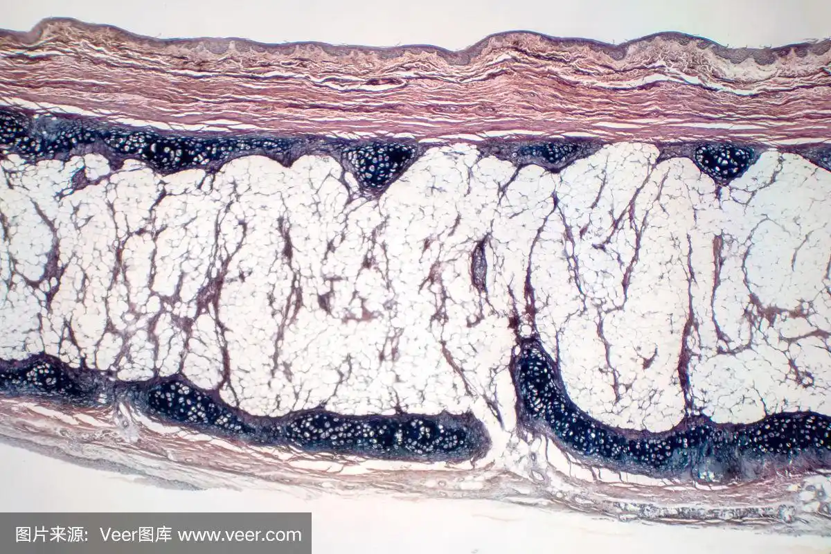 教育病理显微镜下观察人透明软骨骨.人体组织phisiology.