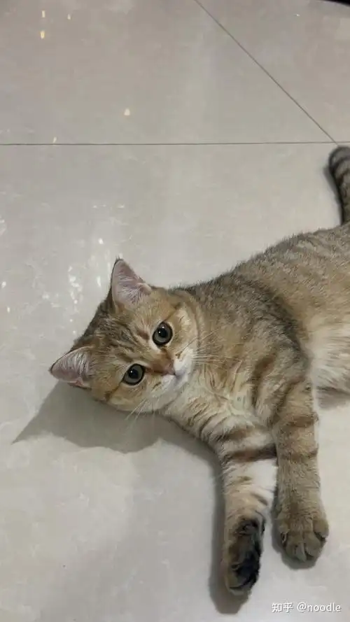 网上买了一只英短金虎斑猫,大家帮我看看是不是狸花猫? - 知乎