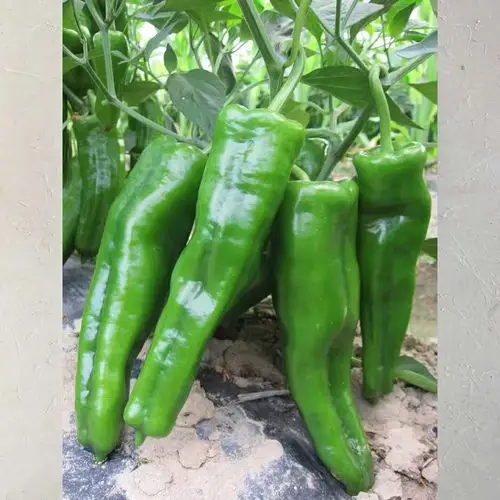 苏润辣椒种子线椒种早中熟味香辣抗病耐储运辣椒种子 科技之光苏椒