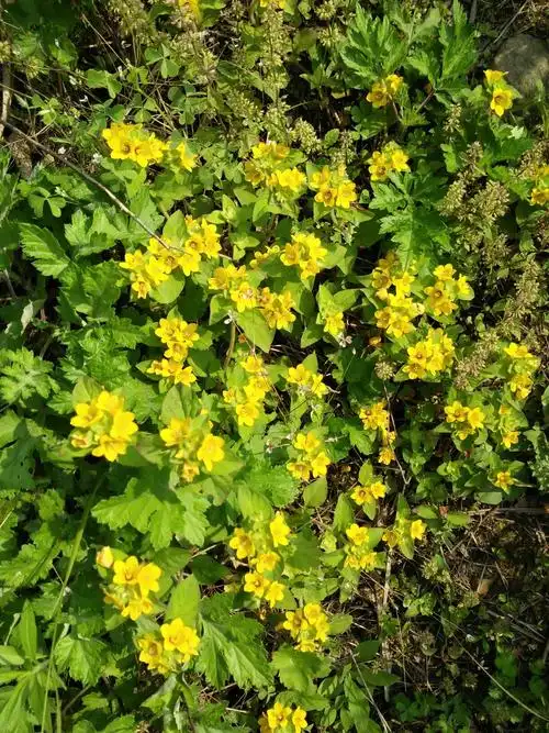 田间地头的小野花美极了!