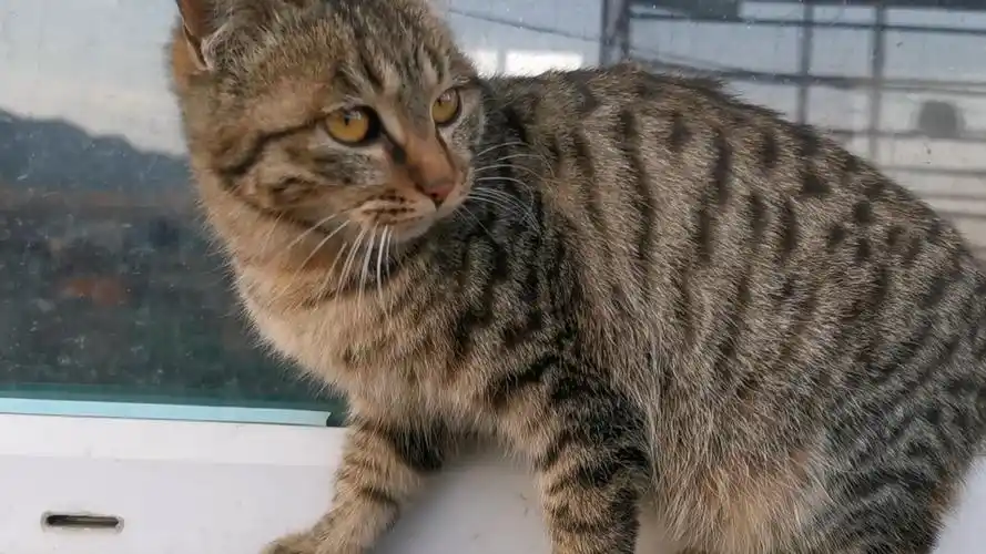 小狸子上来了萌劲