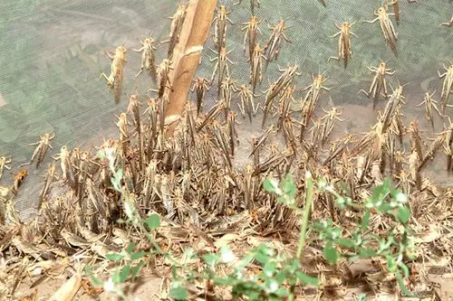 山东省新泰市宫里镇养殖基地-蝗虫6