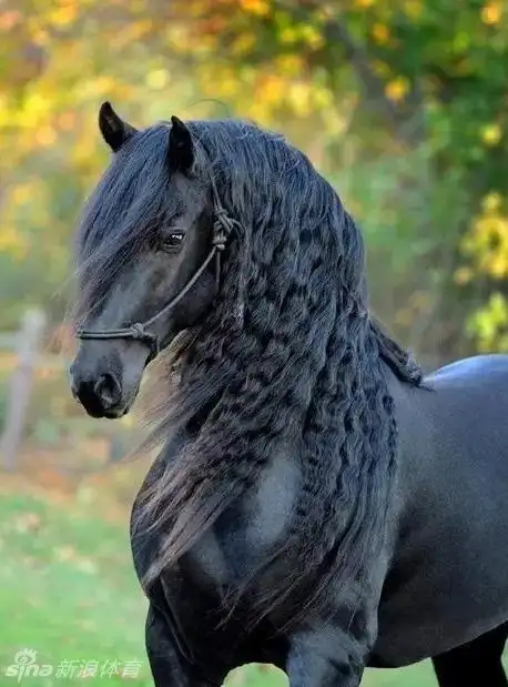 马中舞蹈家弗里斯兰马_高清图集_新浪网