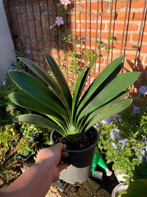 君子兰  #君子兰养护  各位君子兰大神,我这个是什么品种啊,去年毕业