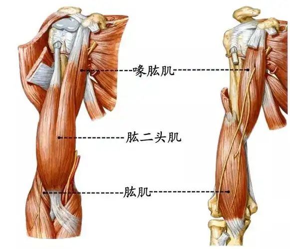 解剖歌诀——骨骼肌&运动系统