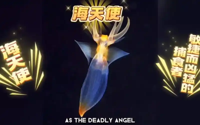 海天使:敏捷而凶猛的捕食者