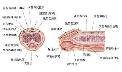 包皮系带有什么用损伤了怎么办