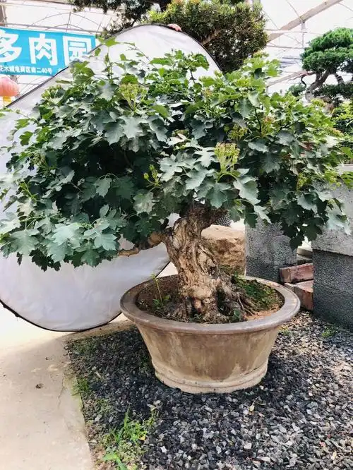 精品山楂老桩美如画欢迎观赏