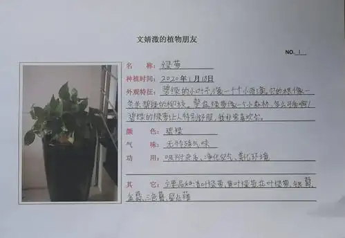 我们熟悉的绿萝在婧溦的记录卡中,像座小森林的绿萝用处可多了,你