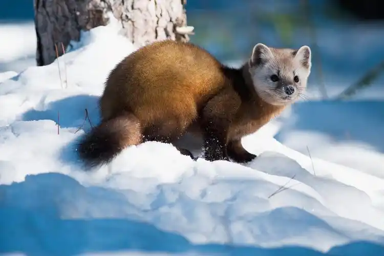 皮草残酷真相活剥貂皮水貂肛门过电