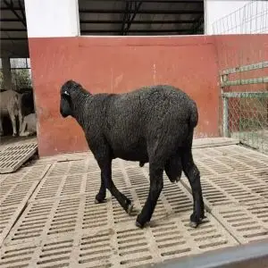 成年萨福克绵羊再创佳绩