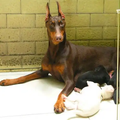 里有卖杜宾犬 杜宾犬价格 杜宾犬健康纯种