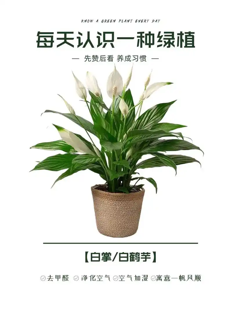 每天认识一种绿植一帆风顺白掌