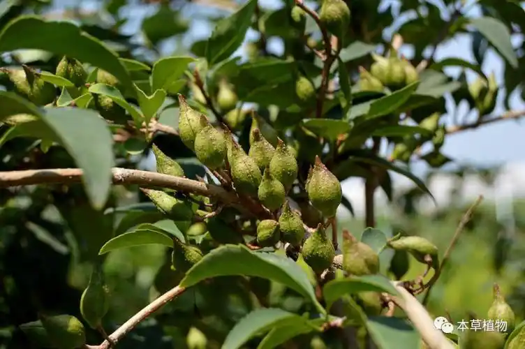 河南道地药材及常见中药材图文鉴赏