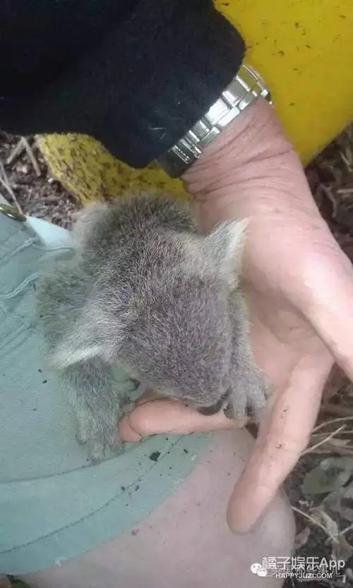 一只被妈妈嫌弃的考拉宝宝,这小屁股简直萌爆我!