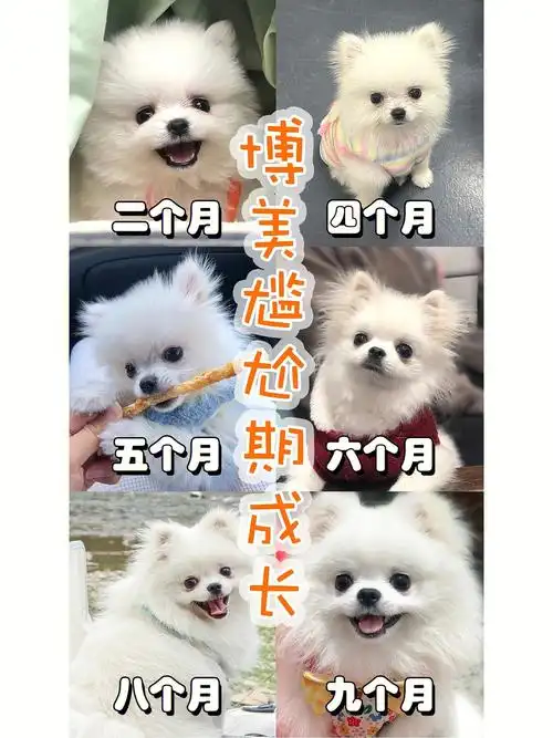 博美成长不可少的尴尬期逆袭