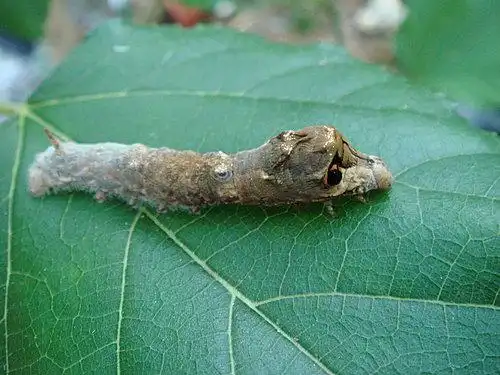 蚕宝宝 - 传说的台湾野蚕--野蚕@ 花草园子 随意窝xuite日志.