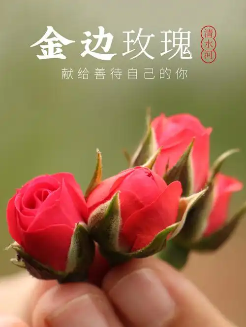 买1送1共500g云南金边玫瑰花茶干