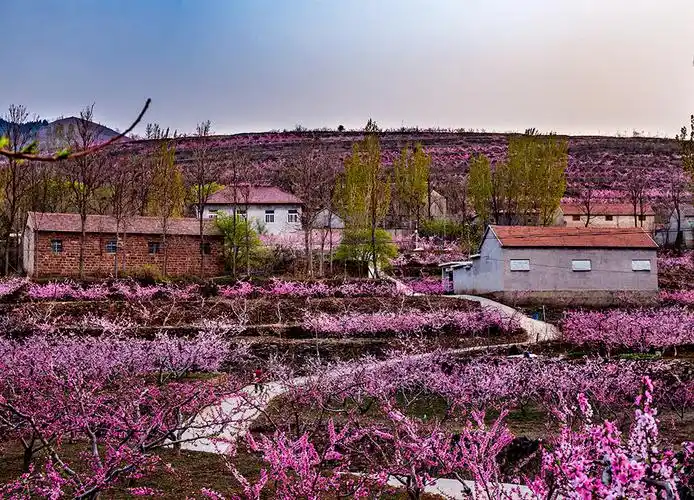 桃园归去-"孔子故乡 中国山东"网络摄影大赛官方网站