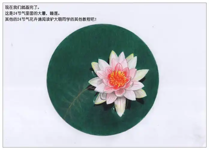 【驴大萌彩铅教程232】24节气花卉手绘图鉴—大暑睡莲