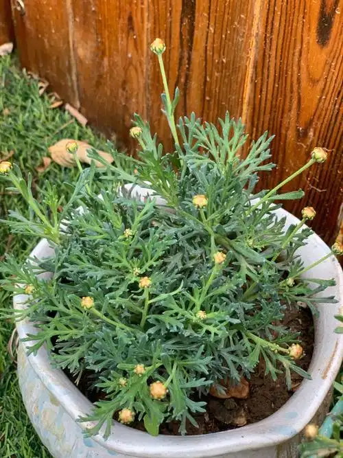 2入的玛格丽特小苗奶大了也挺香