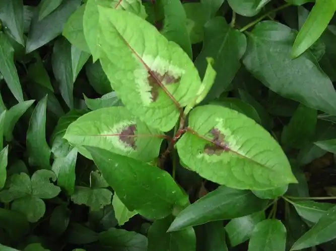 分类:花鸟鱼虫 分享到:  1 小时前  提问者采纳 火炭母