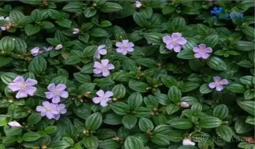 五味子/玄及,会及,五梅子,山花椒,壮味,五味,吊榴果肉气微,味酸;种子